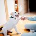 Dog Behavior Modification