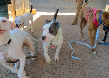 Dog TV Daycare for Tuesdays