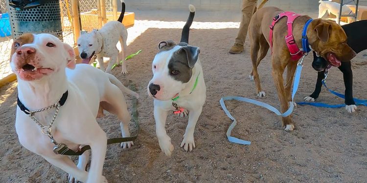 Dog TV Daycare for Tuesdays