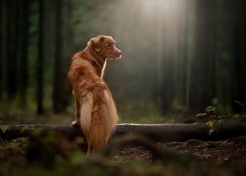 Dog Training 101: Building a Strong Bond with Your Canine Companion