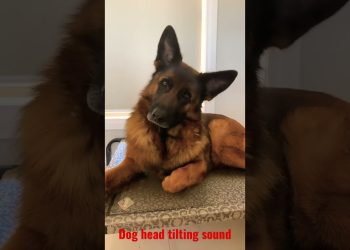Dog reaction to head tilting sound