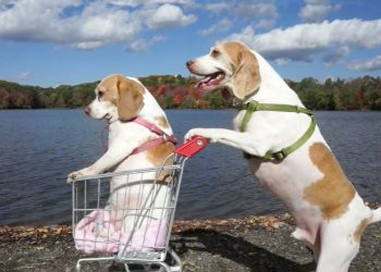 Dogs' Epic Shopping Cart Voyage: Funny Dogs Maymo & Penny