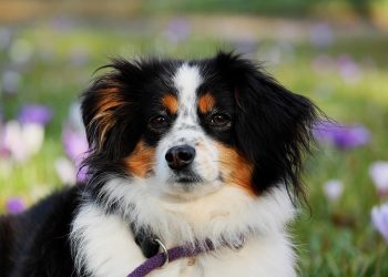 Exploring the Rarest and Most Unique Dog Breeds Around the Globe