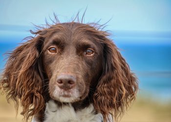 Feeding Fido: A Guide to Proper Nutrition for Your New Companion