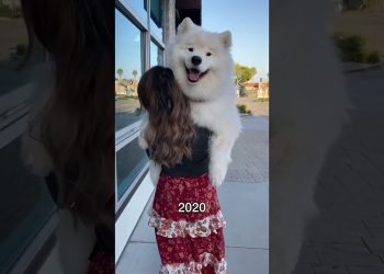 Five years of carrying this pup in fun places! Where should I carry him next? #dog #samoyed