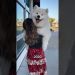 Five years of carrying this pup in fun places! Where should I carry him next? #dog #samoyed Five years of carrying this pup in fun places! Where should I carry him next? #dog #samoyed