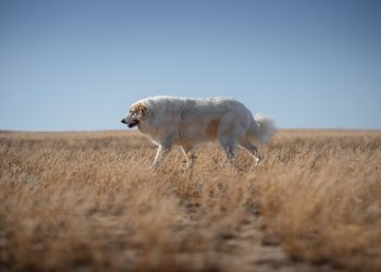 From Labs to Golden Retrievers: The Friendliest Dog Breeds for Pet Therapy