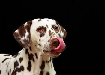 From Leash Training to Potty Training: Tips for New Dog Owners