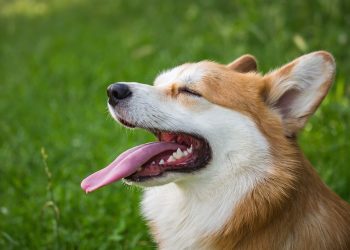 From Poodles to Great Danes: A Guide to Different Size Dog Breeds