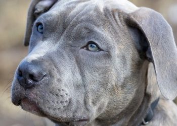 From Woof to Well-Behaved: The Ultimate Guide to Training Your Dog