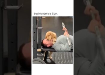 Funny Dog Compilation pt94 #shorts #dog #funnypuppy #petvideos #amazingpets #funny#funnypets#animals