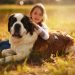 Gentle Giant Dog Breeds for Families with Children