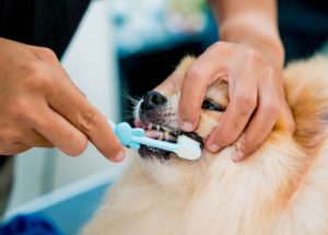 How to Brush Your Dog’s Teeth Without Stress