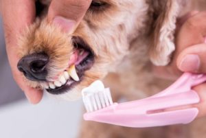 How to Brush Your Dog’s Teeth Without Stress