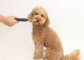 How to Brush Your Dog’s Teeth Without Stress