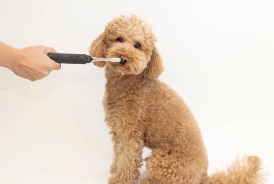 How to Brush Your Dog’s Teeth Without Stress