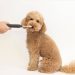 How to Brush Your Dog’s Teeth Without Stress How to Brush Your Dog’s Teeth Without Stress