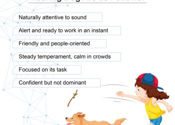 How to Get a Hearing Dog for The Deaf