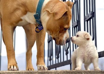 How to Introduce a New Puppy to an Older Dog