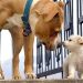 How to Introduce a New Puppy to an Older Dog How to Introduce a New Puppy to an Older Dog