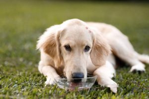 How to Keep a Dog Cool in Hot Weather