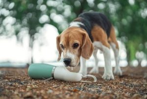 How to Keep a Dog Cool in Hot Weather