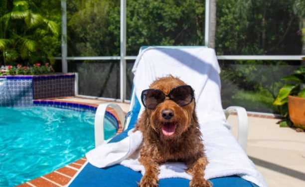 How to Keep a Dog Cool in Hot Weather