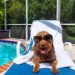 How to Keep a Dog Cool in Hot Weather