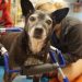 How to Use a Dog Wheelchair for Rehabilitation & Recovery How to Use a Dog Wheelchair for Rehabilitation & Recovery