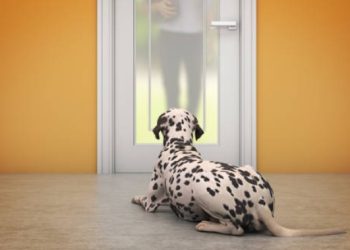 How to stop a dog from barking at the doorbell