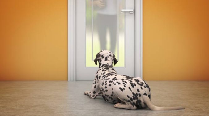 How to stop a dog from barking at the doorbell