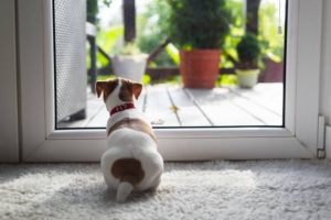 How to stop a dog from barking at the doorbell