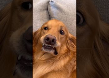 I can’t believe my dog destroyed this!