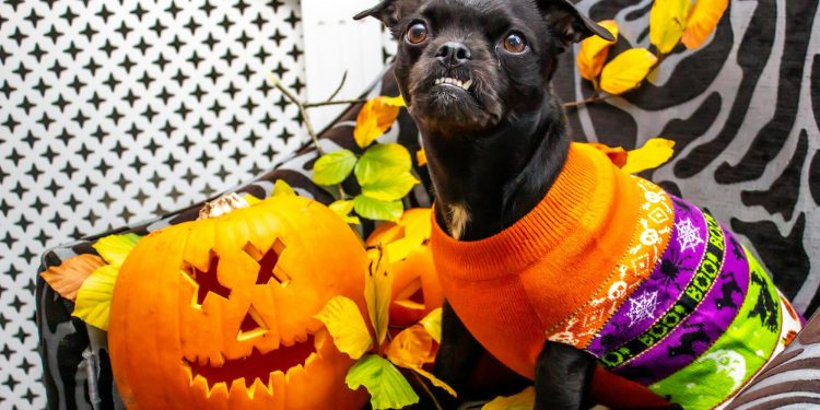 Keeping Your Dog Safe and Happy on Halloween