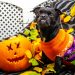 Keeping Your Dog Safe and Happy on Halloween