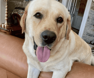 Marley an Endless MT Labrador?