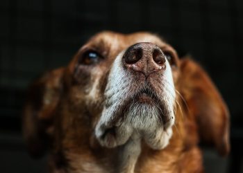 Mastering the Basics: Essential Training Tips for a Well-Behaved Dog