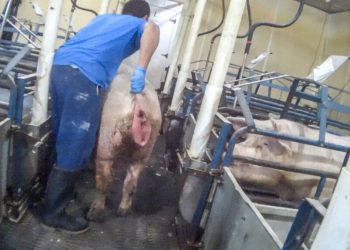 Mother Pig Screams and Convulses After Being Shot