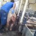 Mother Pig Screams and Convulses After Being Shot Mother Pig Screams and Convulses After Being Shot