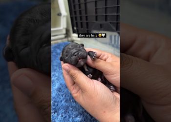 My frenchie had puppies – the amazing journey of a pregnant dog #pets #puppy #puppies #dogs #shorts