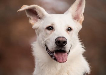 New Study Shows Why Puppies Are Good for Your Mental Health