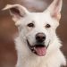 New Study Shows Why Puppies Are Good for Your Mental Health New Study Shows Why Puppies Are Good for Your Mental Health
