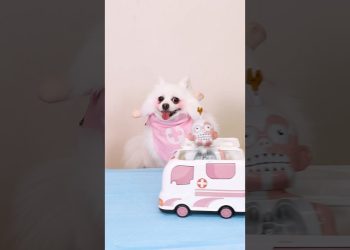 Nico: Relien the crisis!#nico #smartnico #funny #pets #dog