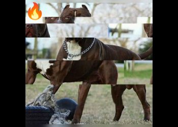 Pitbull dog 🐕 status ❤️🔥