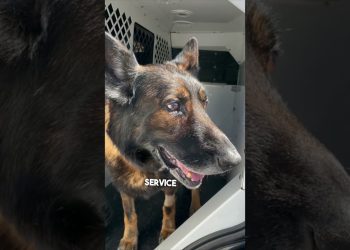 Police dog gets the call that he can retire ❤️
