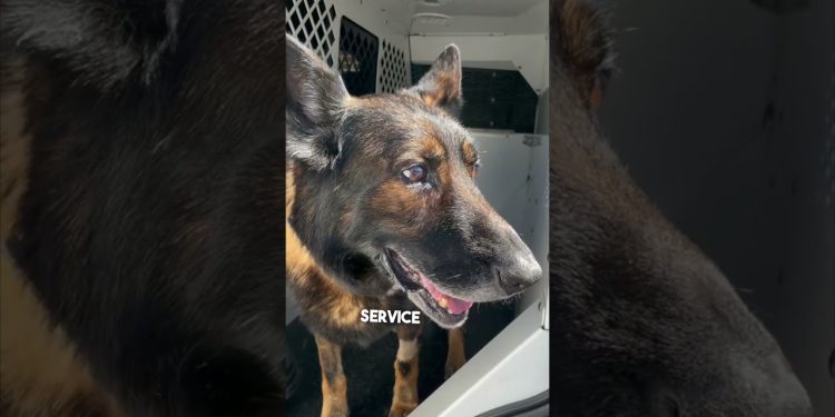 Police dog gets the call that he can retire ❤️