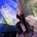 SeaQuest Fort Worth Closes Amid Investigation SeaQuest Fort Worth Closes Amid Investigation