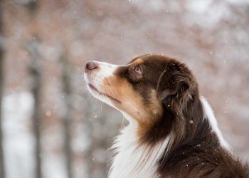 Secrets to a Well-Behaved Dog: Expert Tips and Tricks