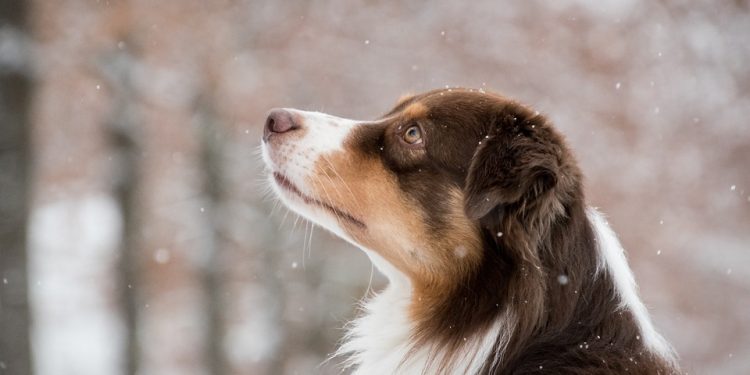 Secrets to a Well-Behaved Dog: Expert Tips and Tricks