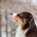 Secrets to a Well-Behaved Dog: Expert Tips and Tricks